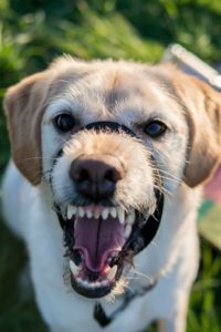 Filing a Dog Bite Claim in North Carolina